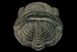 Large, Wide, Enrolled Pedinopariops Trilobite #169562-1
